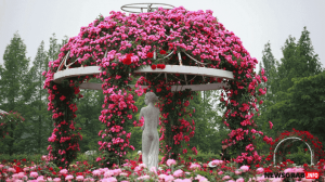 Rose Garden Gazebo