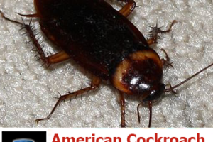 Summit County Pest Control Is Going After The American Cockroach