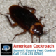 Summit County Pest Control Is Going After The American Cockroach