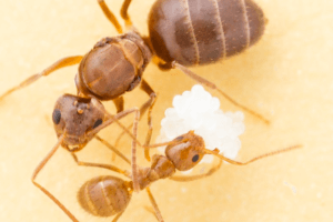 The Crazy Ant Invasion: Louisiana’s New Pests Disrupting Ecosystems and Daily Life