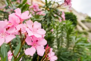 Louisiana’s Flourishing Nursery Crops Meet the Deadly Oleander: A Tale of Beauty and Caution