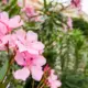 Louisiana’s Flourishing Nursery Crops Meet the Deadly Oleander: A Tale of Beauty and Caution