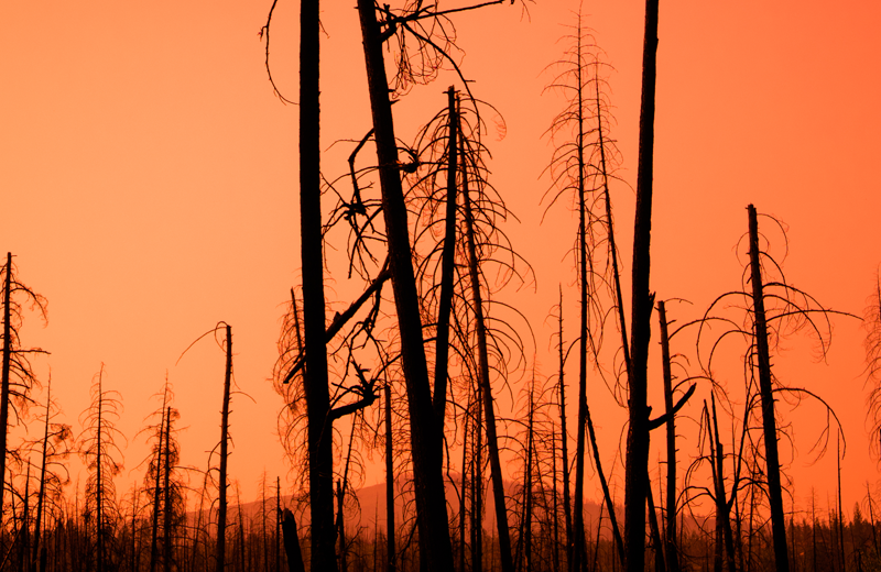 Louisiana Wild Fires